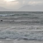 scoters2 scoters2