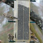 siskins_finches