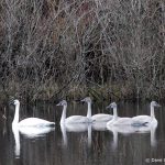 Trumpeter Swans