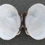 Butter Clam (Saxidomus gigantea)