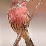House Finch