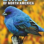 National Wildlife Federation: Birds of North America