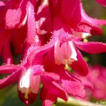 Red-flowering Currant (Ribes sanguineum)