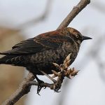Rusty Blackbird (Euphagus carolinus)