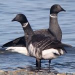 Brant © Guy Monty Brant © Guy Monty