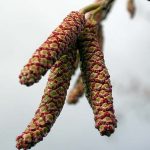 The male catkins of Red Alder (Alnus rubra).