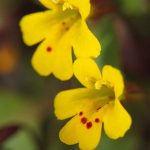 Chickweed Monkey-flower (Mimulus alsinoides)