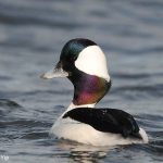 Bufflehead (Bucephala albeola) Bufflehead (Bucephala albeola)
