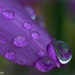 Satinflower Raindrops Satinflower Raindrops