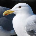 Western Gull (Larus occidentalis)