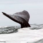 Gray Whale Tail