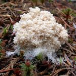 White Slime Mold