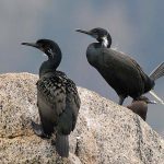 Brandt's Cormorant (Phalacrocorax penicillatus)