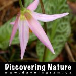 Discovering Nature - Fawn Lilies at the Tsolum River