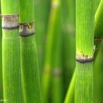 Scouring-rush (Equisetum hyemale)