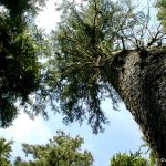 Sitka Spruce (Picea sitchensis)