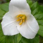 Western Trillium (Trillium ovatum)