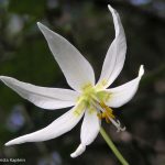 White Fawn Lily (Erythronium oregonum)