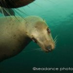 California Sea Lion (Zalophus californianus)