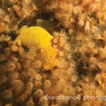 Monterey Sea Lemon (Doris montereyensis)