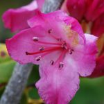 Pacific Rhododendron (Rhododendron macrophyllum) Flower