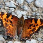 Zephyr Anglewing