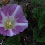 Beach morning-glory (Convolvulus soldanella)