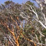 Arbutus (Arbutus menziesii)
