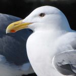 Gull