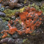 Sponges Sponges