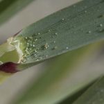 a_brevilligulata_ligules