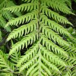 Giant Chain Fern (Woodwardia fimbriata)