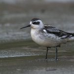 red-necked_phalarope