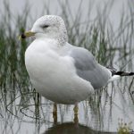 Ring-billed Gull (Larus delawarensis) Ring-billed Gull (Larus delawarensis)