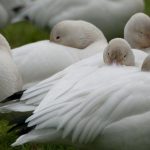 Snow Geese (Chen caerulenscens)