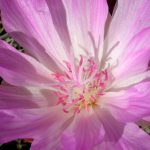 Bitterroot (Lewisia rediviva)