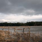 Nanaimo Estuary - Flooded Fields