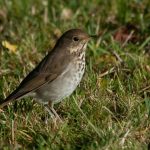 Hermit Thrush (Catharus guttatus)