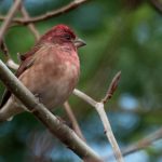 Purple Finch (Carpodacus purpureus)