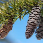Mountain Hemlock (Tsuga mertensiana)