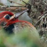 Red-breasted Sapsucker (Sphyrapicus ruber)