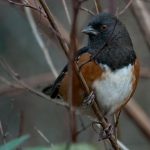 Spotted Towhee (Pipilo maculatus)