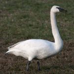 Trumpeter Swan (Cygnus buccinator)