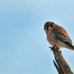 American Kestrel (Falco sparverius)
