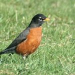 American Robin (Turdus migratorius) on the Lawn American Robin (Turdus migratorius) on the Lawn