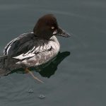 Common Golden-eye (Bucephala clangula)