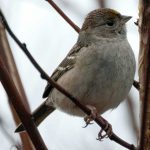 Golden-crowned Sparrow (Zonotrichia atricapilla)