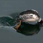 Mystery Bird