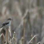 Northern Shrike (Lanius excubitor)