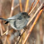 Bushtit (Psaltriparus minimus )